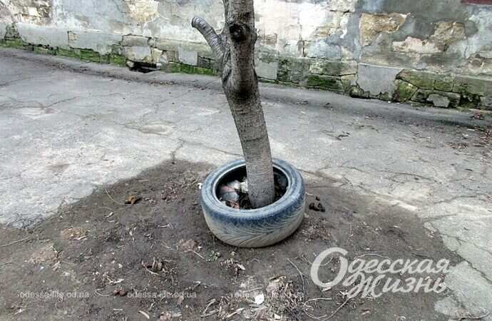 Одесская улица Садиковская, дерево и шина