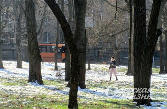 Сквер Гамова, деревья, снег