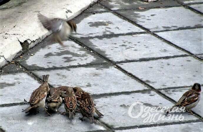 Одесский Новый базар, воробьи