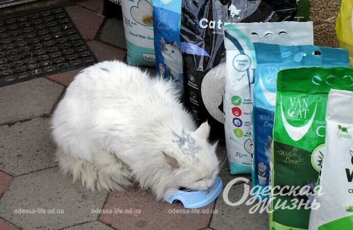 Одесский Новый базар, белый кот