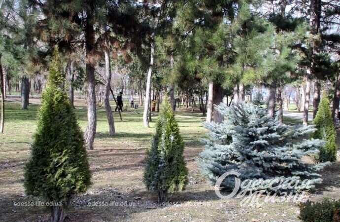 Туи и ели в парке Шевченко
