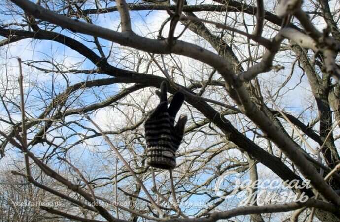 Перчатка на дереве