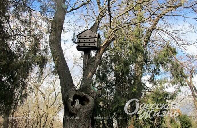 Кормушка на дереве