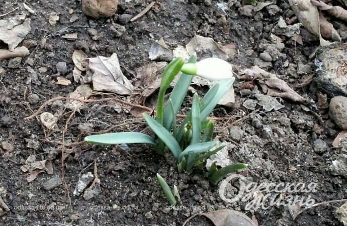 Подснежник