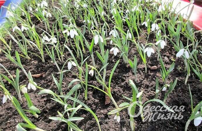 Подснежники