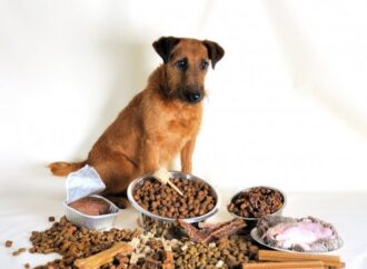 Корм или натуральная еда: как и чем нужно кормить домашних котов и собак
