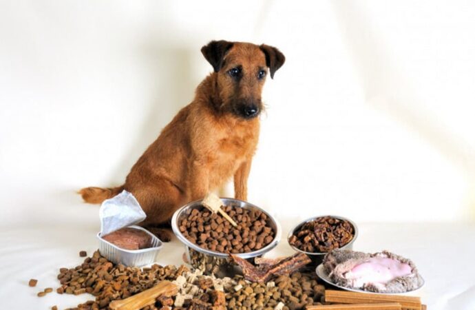 Корм чи натуральна їжа: як і чим потрібно годувати домашніх котів та собак