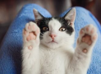 Фелінотерапія: як і від яких хвороб лікують кішки