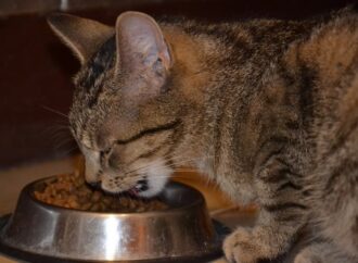 Як правильно годувати домашнього кота?