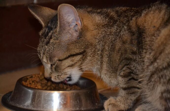 Як правильно годувати домашнього кота?
