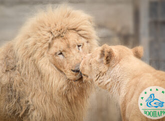 В Одесском зоопарке выбрали пару года (фото)