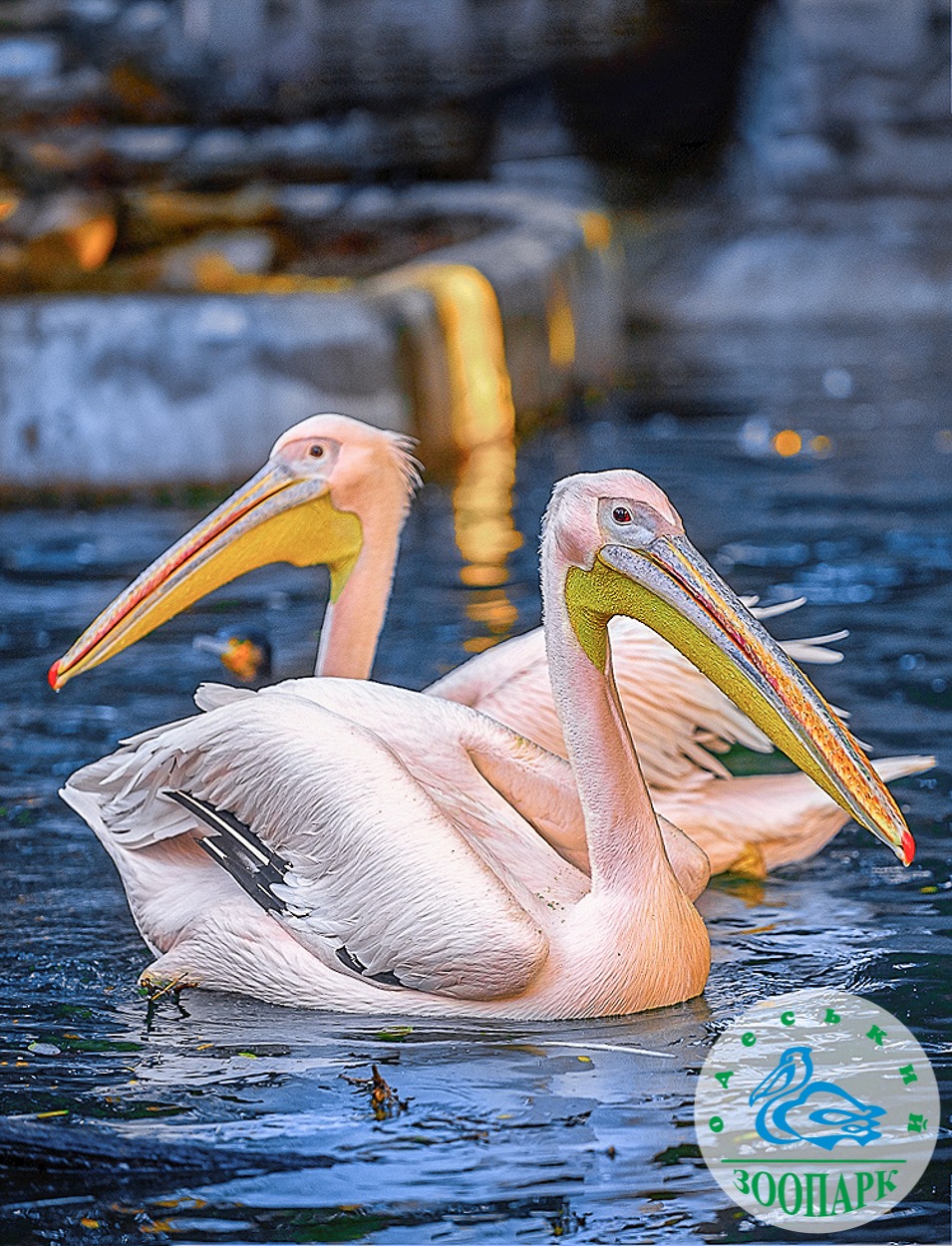 два пелікани