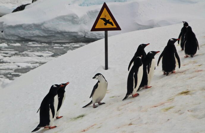 Пінгвіни в Антарктиці