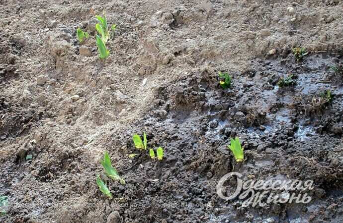 Ростки первых цветов