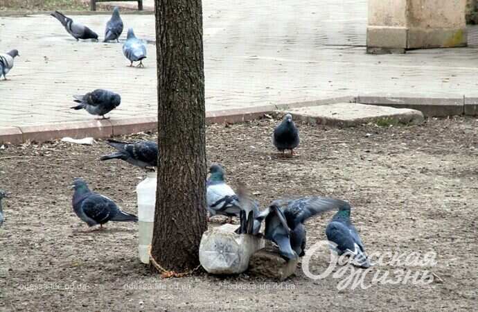 Стая голубей