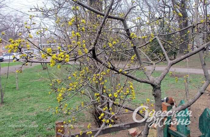 Дерево весной