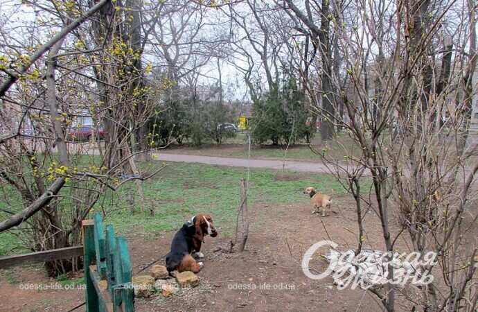 Прогулка с питомцами