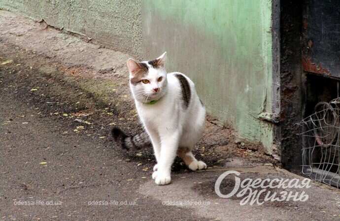 Кошечка в Одессе