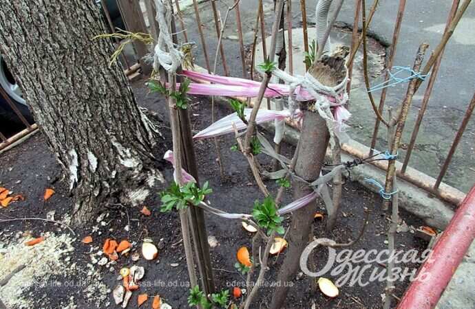 Как отпугнуть котов