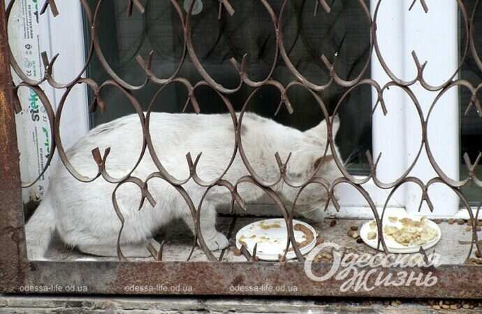 Кошачья еда