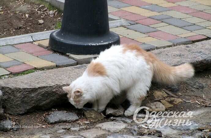 Уличная кошка