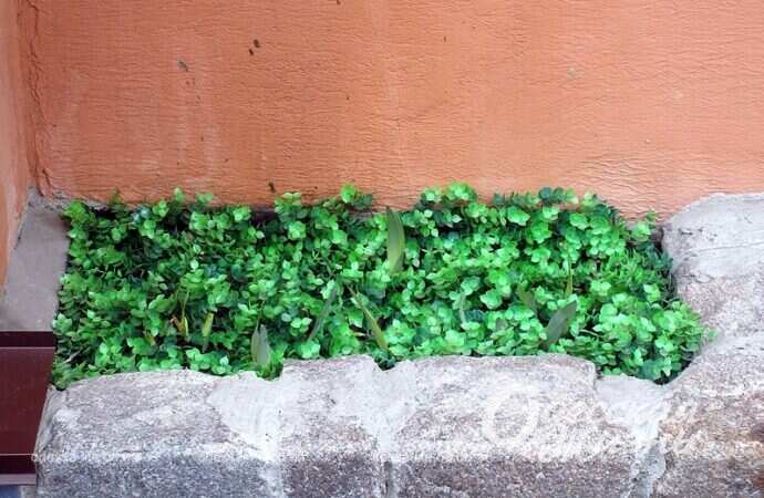 Весенняя зелень