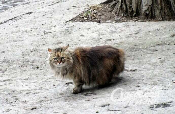 Одесский котик