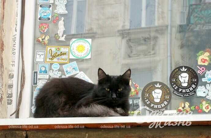 Кот у витрины кафе