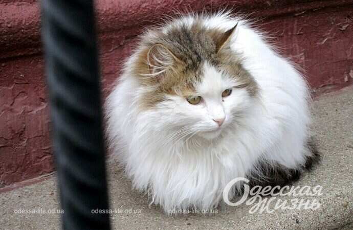 Одесские котики