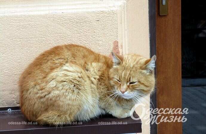 Рыжий кот