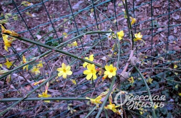 Первые весенние цветы