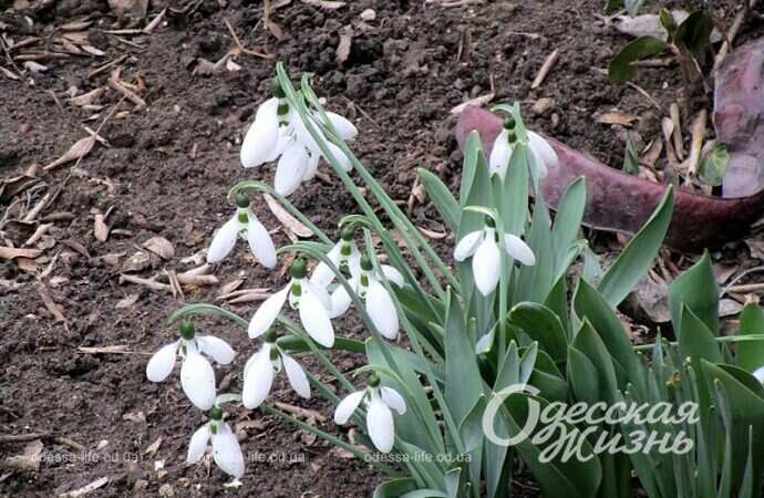 Первоцветы