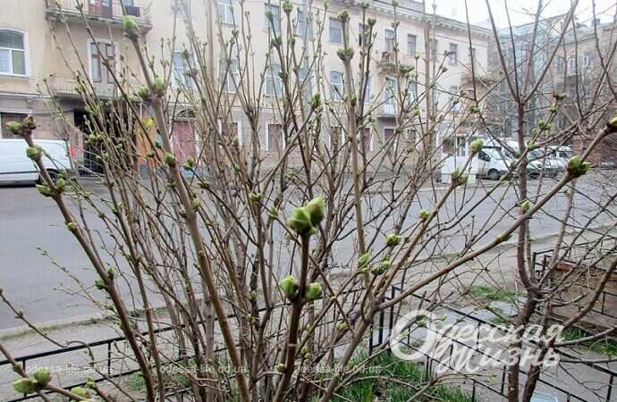 Весна в Одессе