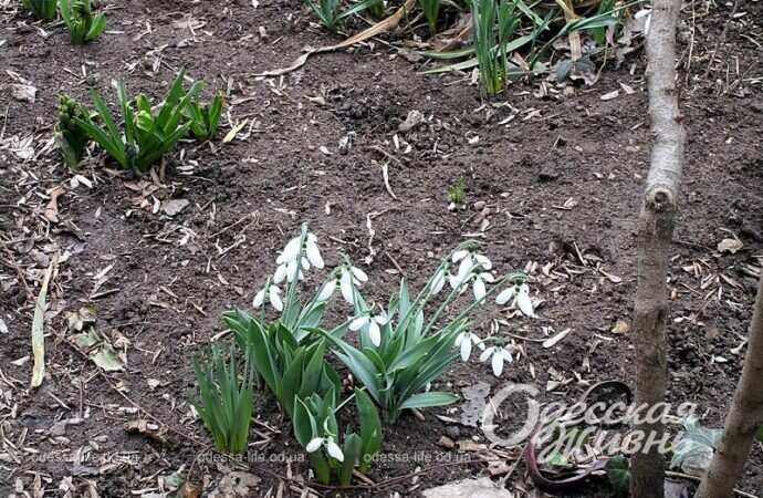 Подснежники