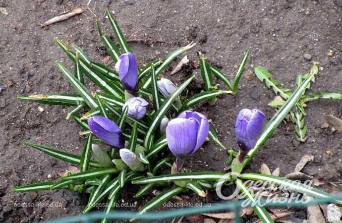 Крокусы