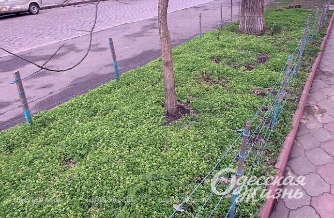 Палисадник