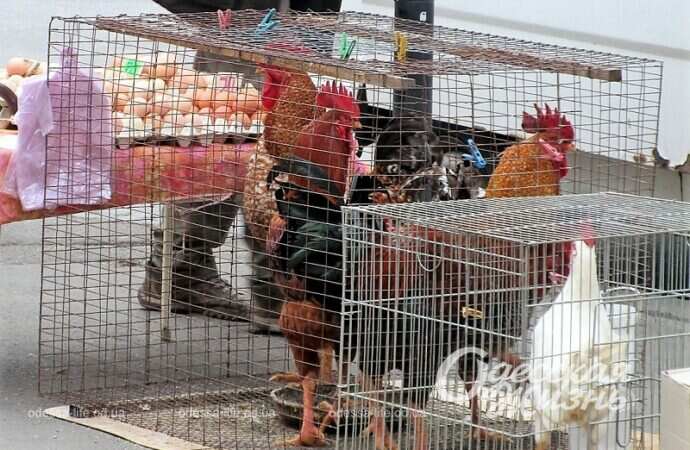 Петухи в клетке