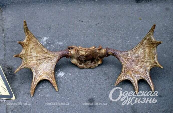 Рога на счастье