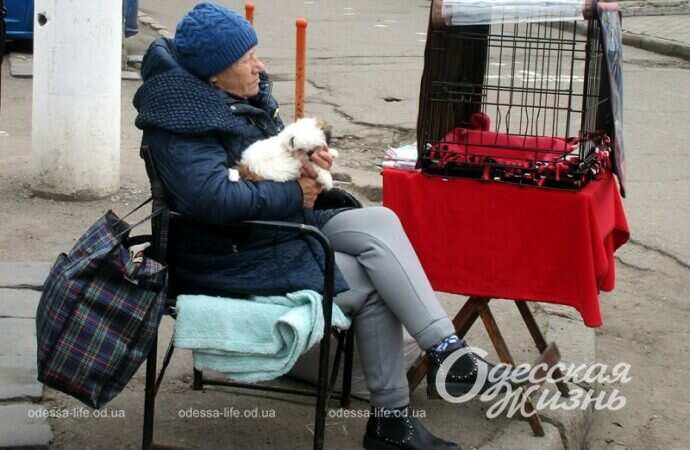 Живые ряды на Староконке