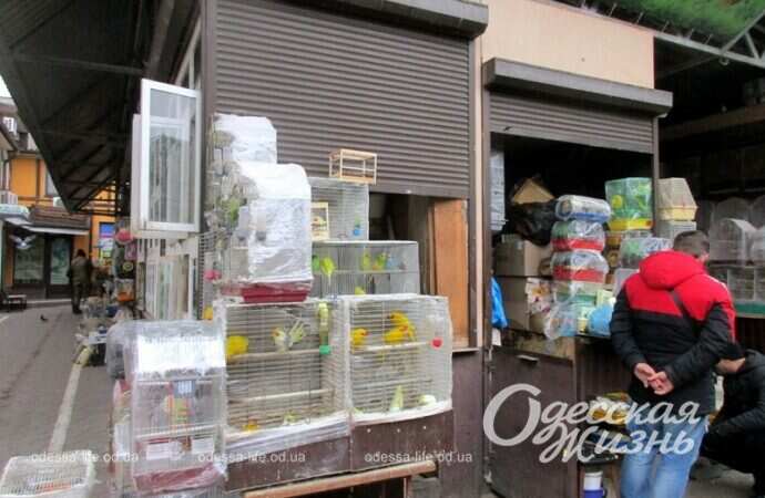 Птичий рынок на Староконке в Одессе