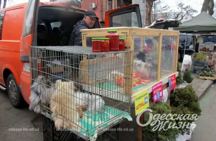 Торговля животными