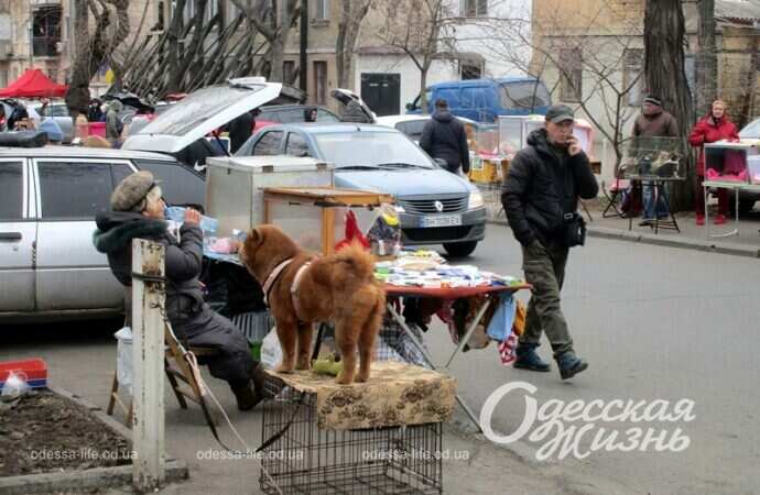 Собака и клетка