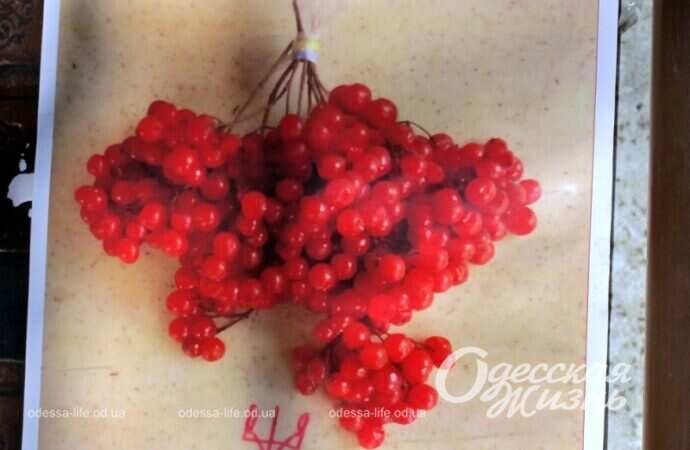 Червона калина