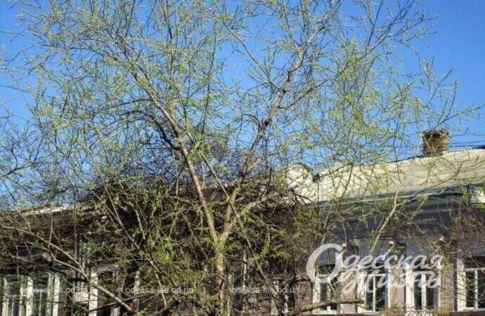 Весеннее небо, Одесса