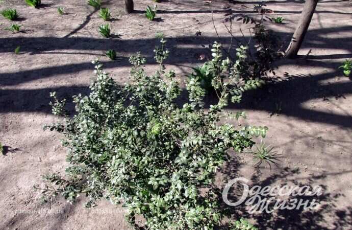 Весенняя зелень