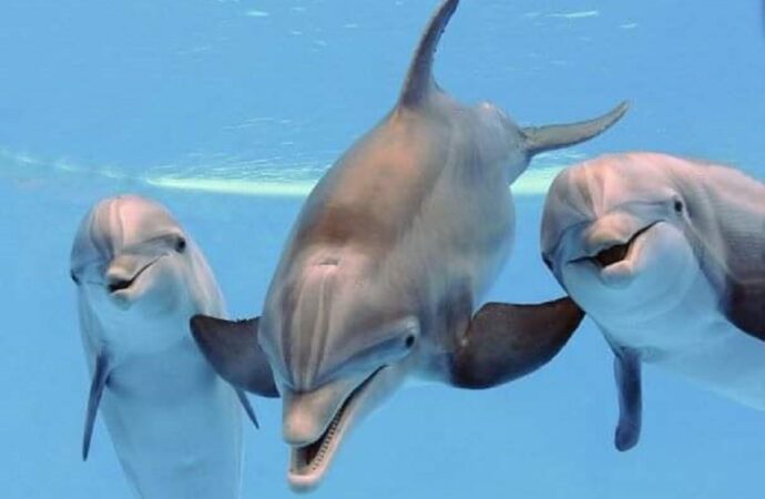 У одесского побережья снова появились дельфины (фото)