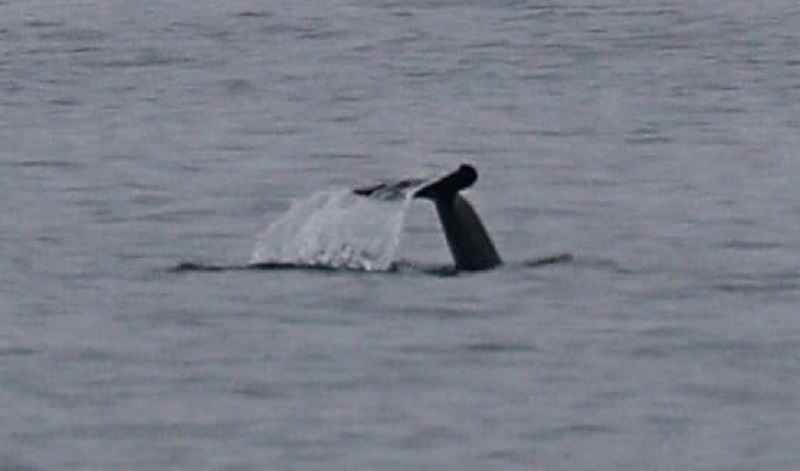Дельфины у одесского побережья