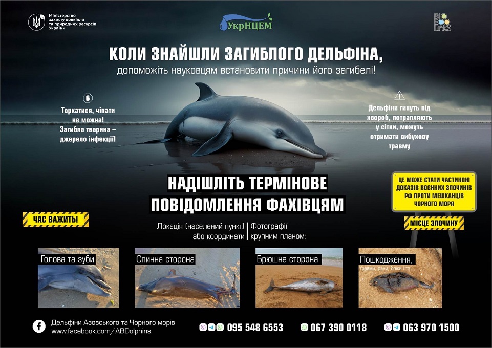 Мертві дельфіни, інфографіка