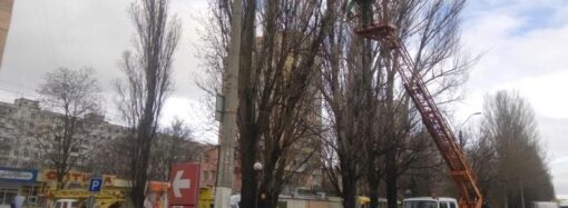 Ураганный ветер повалил в Одессе более сотни деревьев