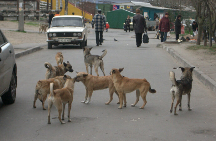Чем бродячие собаки Одессы удивили журналиста из Херсона